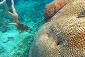 Longtail Boat Charter Turtle Coral Nangyuan