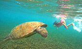 Longtail Boat Charter Turtle Coral Shark